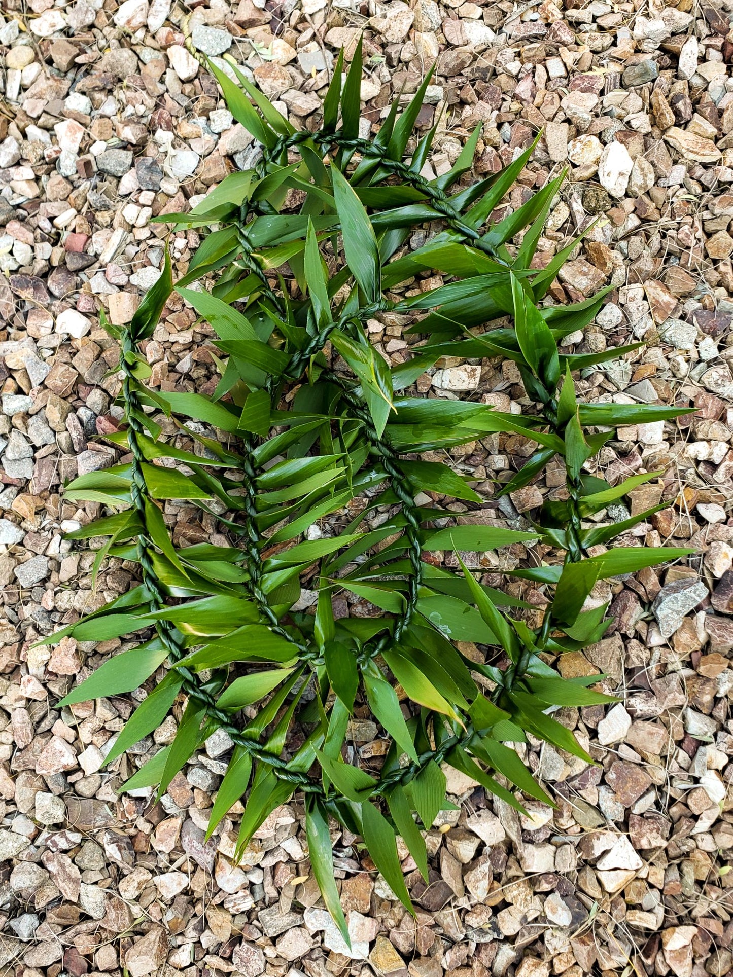 Maile Style Ti Leaf Lei