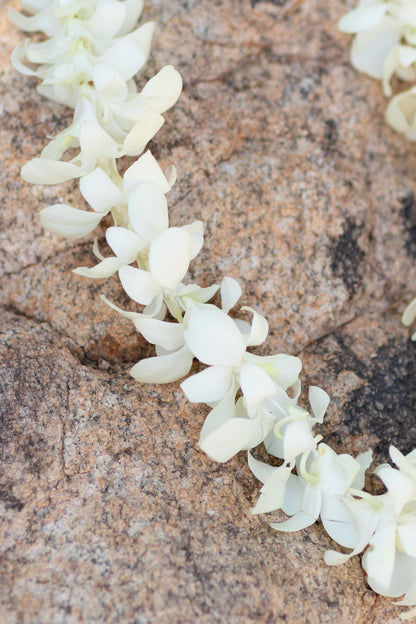 Single Orchid Lei - White